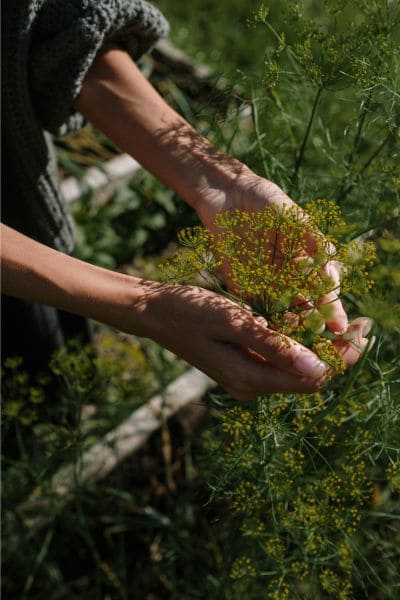 Basic Gardening Plan