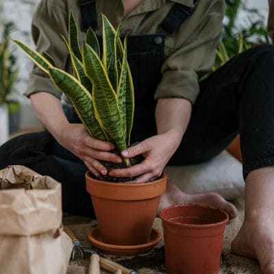 Planting & Installation